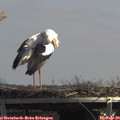 13_05-mast.jpg