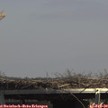13_40-mast.jpg