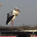14_05-mast.jpg