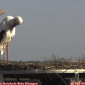 14_10-mast.jpg