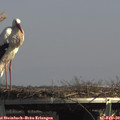 14_15-mast.jpg
