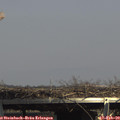 14_35-mast.jpg