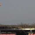 14_40-mast.jpg