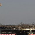14_50-mast.jpg