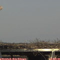 15_10-mast.jpg