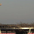 15_50-mast.jpg