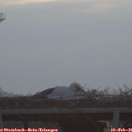 07_55-mast.jpg