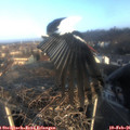 08_10-nest.jpg
