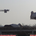 10_20-mast.jpg