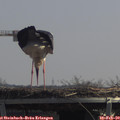 12_10-mast.jpg