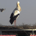 13_00-mast.jpg