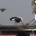13_10-mast.jpg