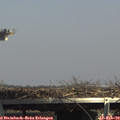 14_30-mast.jpg