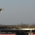 14_55-mast.jpg