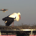 15_55-mast.jpg