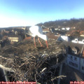 16_05-nest.jpg