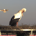 16_10-mast.jpg