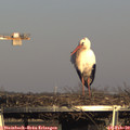 16_15-mast.jpg