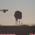 07_50-mast.jpg