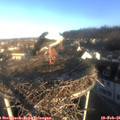 08_05-nest.jpg