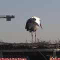 11_35-mast.jpg