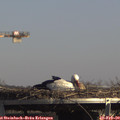 14_20-mast.jpg