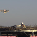 14_25-mast.jpg