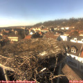 15_20-nest.jpg