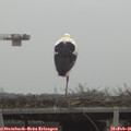 07_55-mast.jpg
