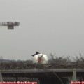 08_00-mast.jpg
