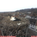 08_05-nest.jpg