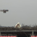 08_20-mast.jpg