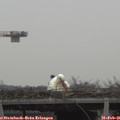 08_50-mast.jpg