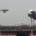 09_00-mast.jpg
