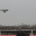 10_50-mast.jpg