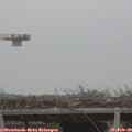 10_55-mast.jpg