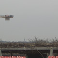 11_00-mast.jpg