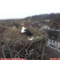 12_10-nest.jpg
