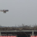 12_50-mast.jpg