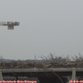 12_55-mast.jpg