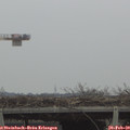 13_00-mast.jpg