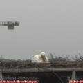 13_10-mast.jpg