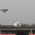 13_15-mast.jpg