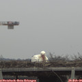 13_20-mast.jpg