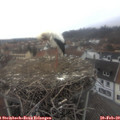 13_30-nest.jpg