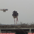 14_00-mast.jpg