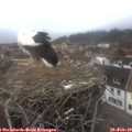 14_15-nest.jpg