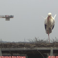 14_20-mast.jpg