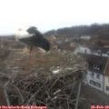 14_30-nest.jpg