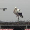14_35-mast.jpg